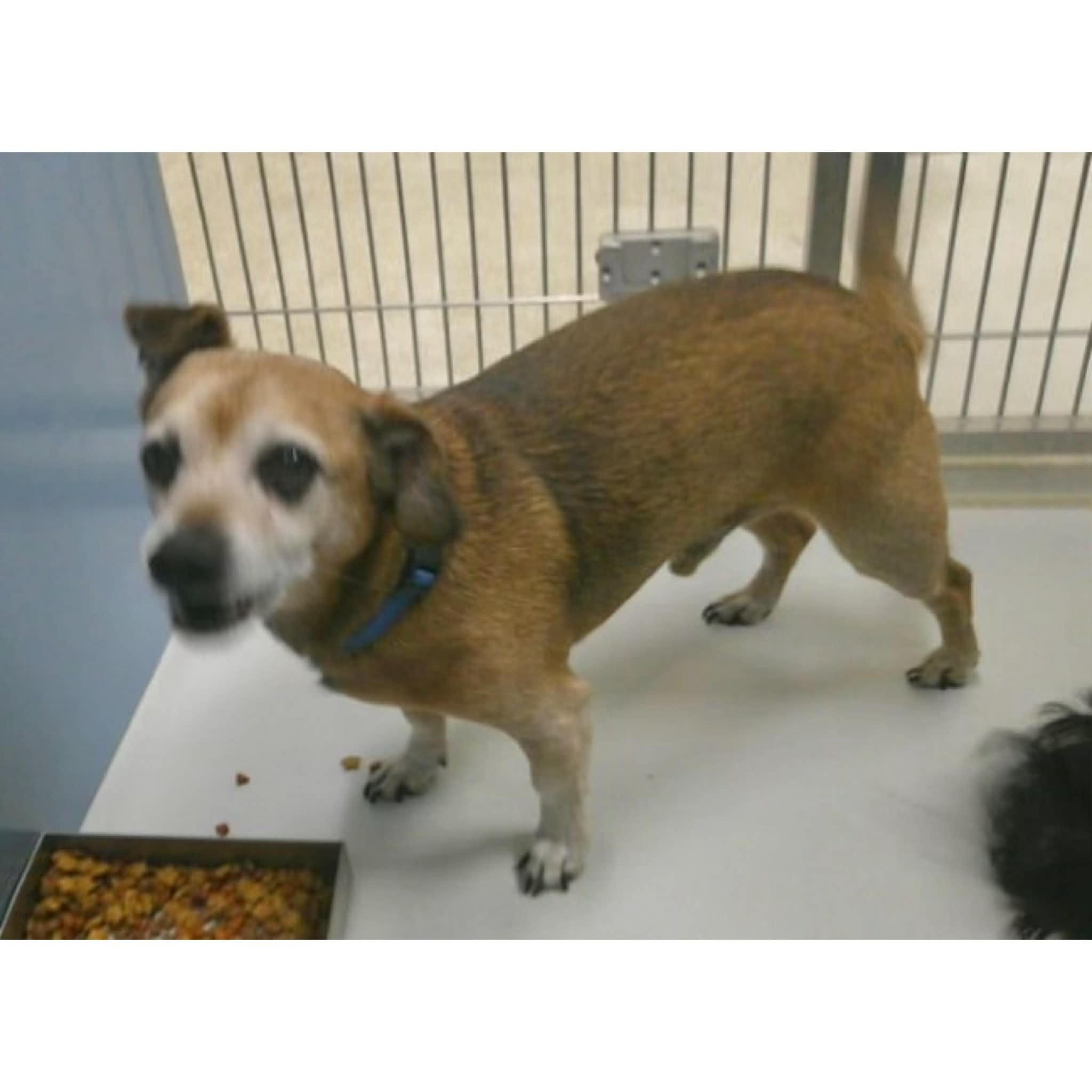 Charlie, ADOPTABLE, Adult Male Dachshund & Beagle.