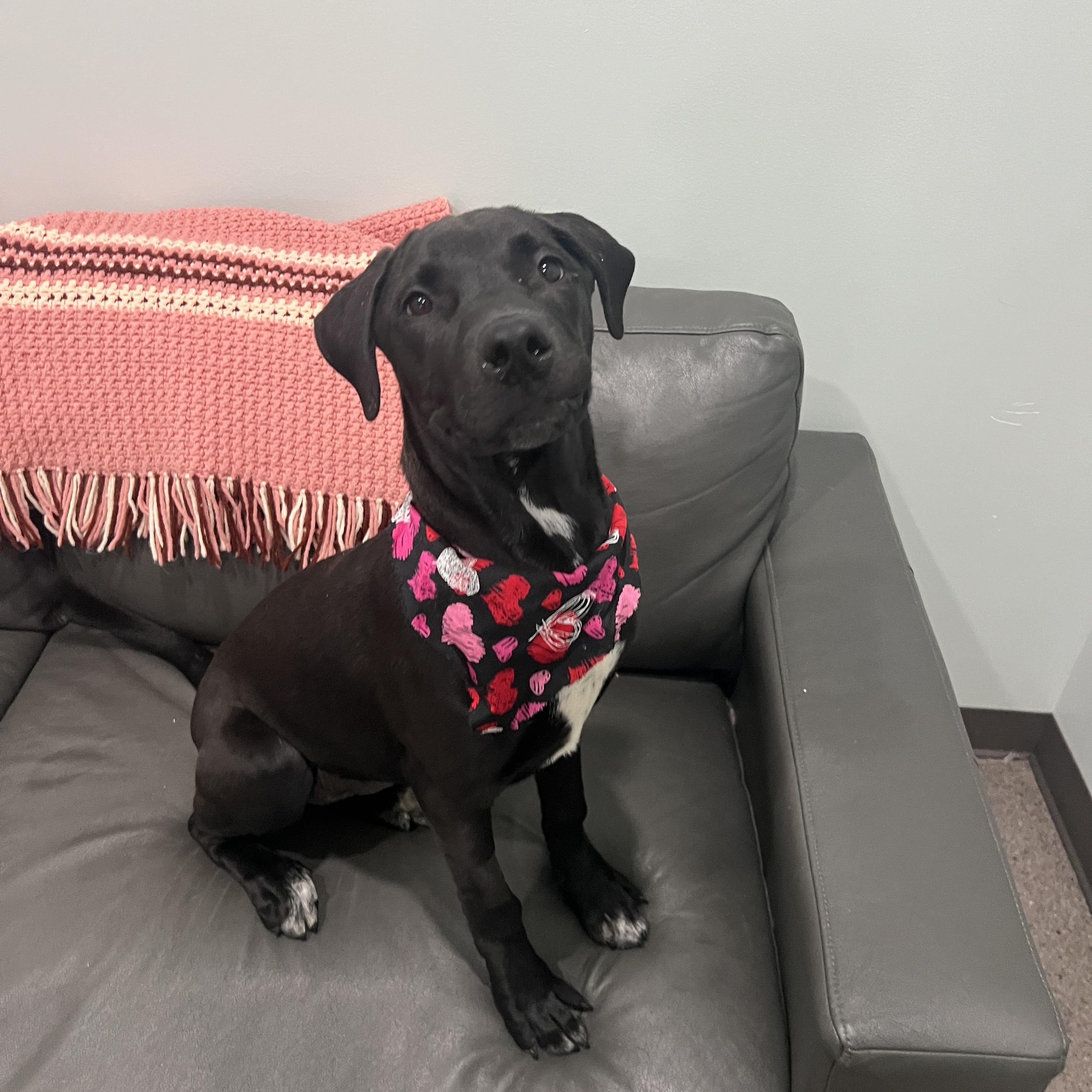 Jade- Prison Training Graduate!