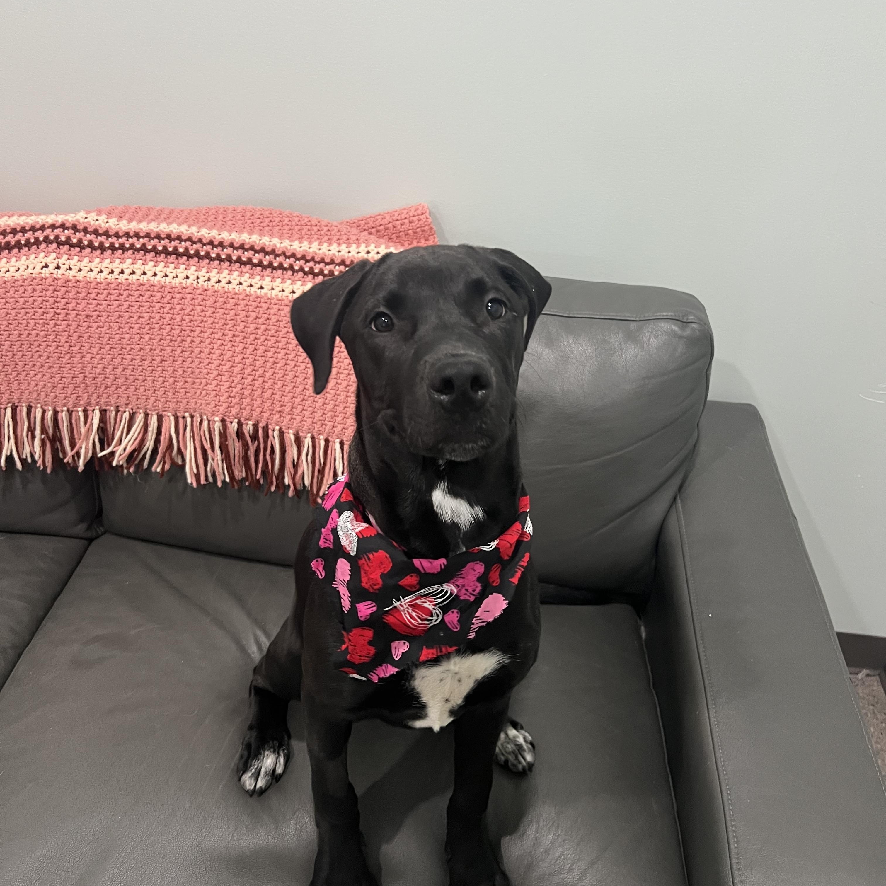 Jade- Prison Training Graduate!