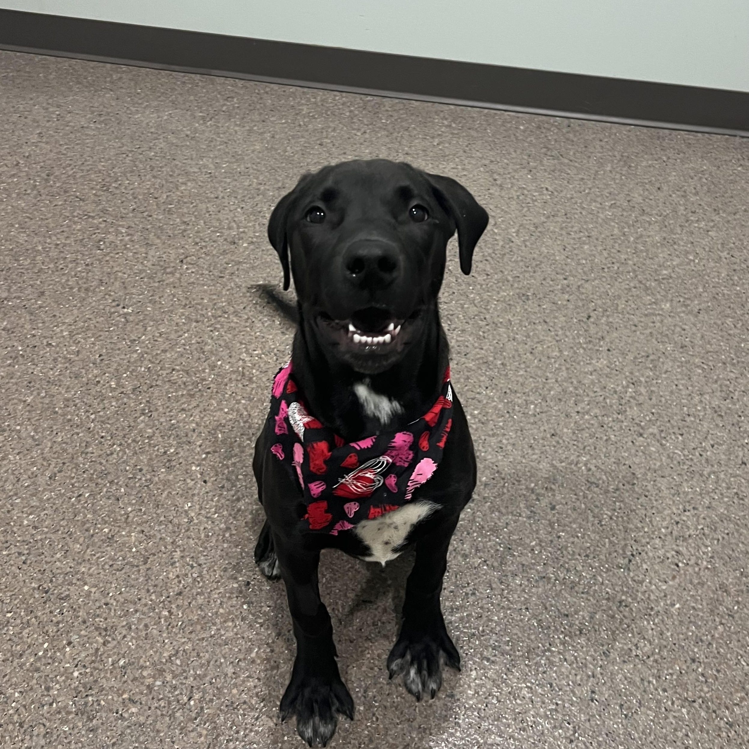 Jade- Prison Training Graduate!