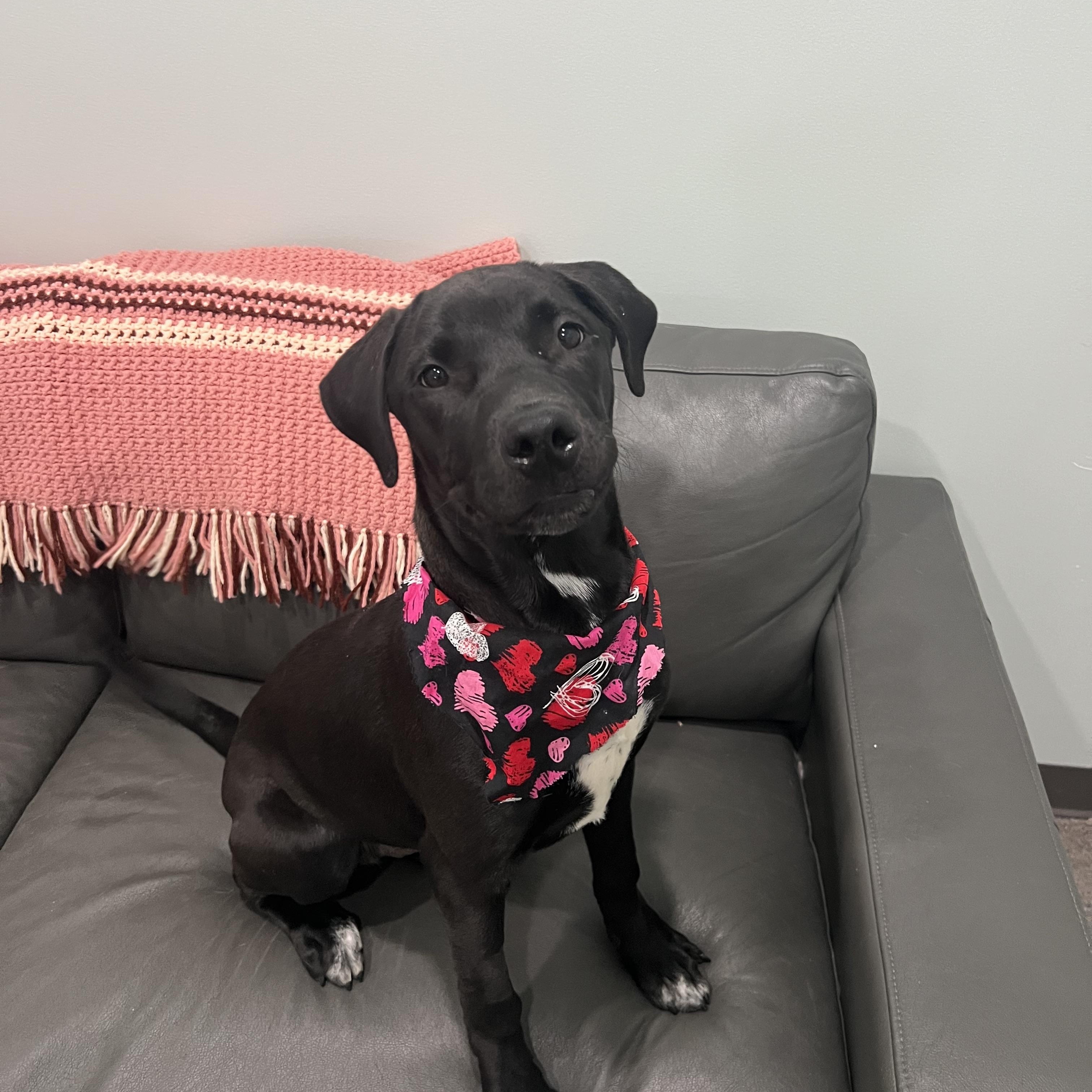 Jade- Currently enrolled in Prison Training Program, Young Female Mixed Breed