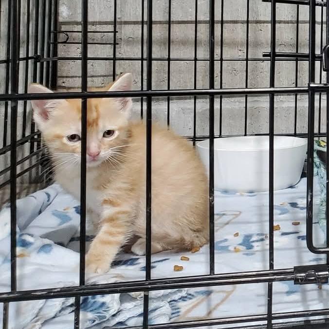 Tator-Tot, Adoptable, Kitten Female Domestic Short Hair.