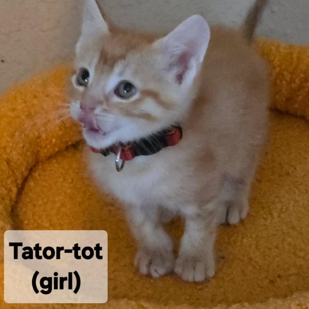 Enlarge Tator-Tot, a Adoptable Domestic Short Hair in Mondovi, WI image 2/2