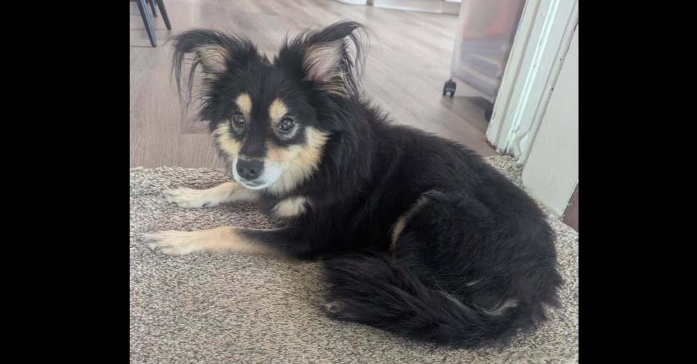 Luna (Jinxy)~ — thumbnail 3