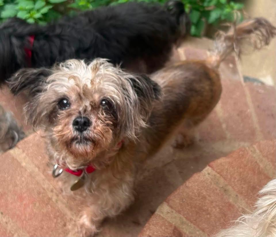 Enlarge Roxy, an adopted mixed breed in Oak Ridge, NJ image 2/3