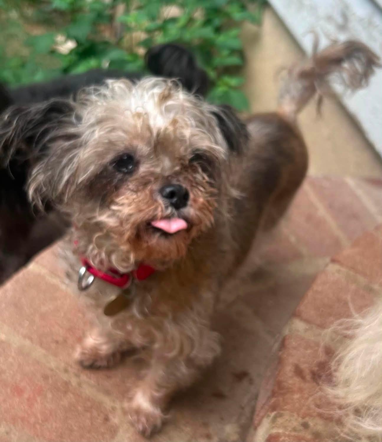 Enlarge Roxy, an adopted mixed breed in Oak Ridge, NJ image 3/3