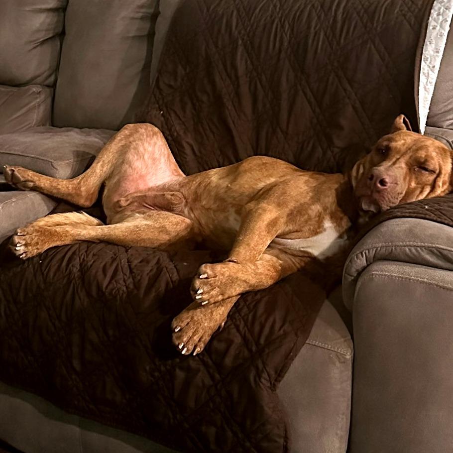 Enlarge Scooby, a Adoptable Doberman Pinscher in Clarksville, TN image 1/3