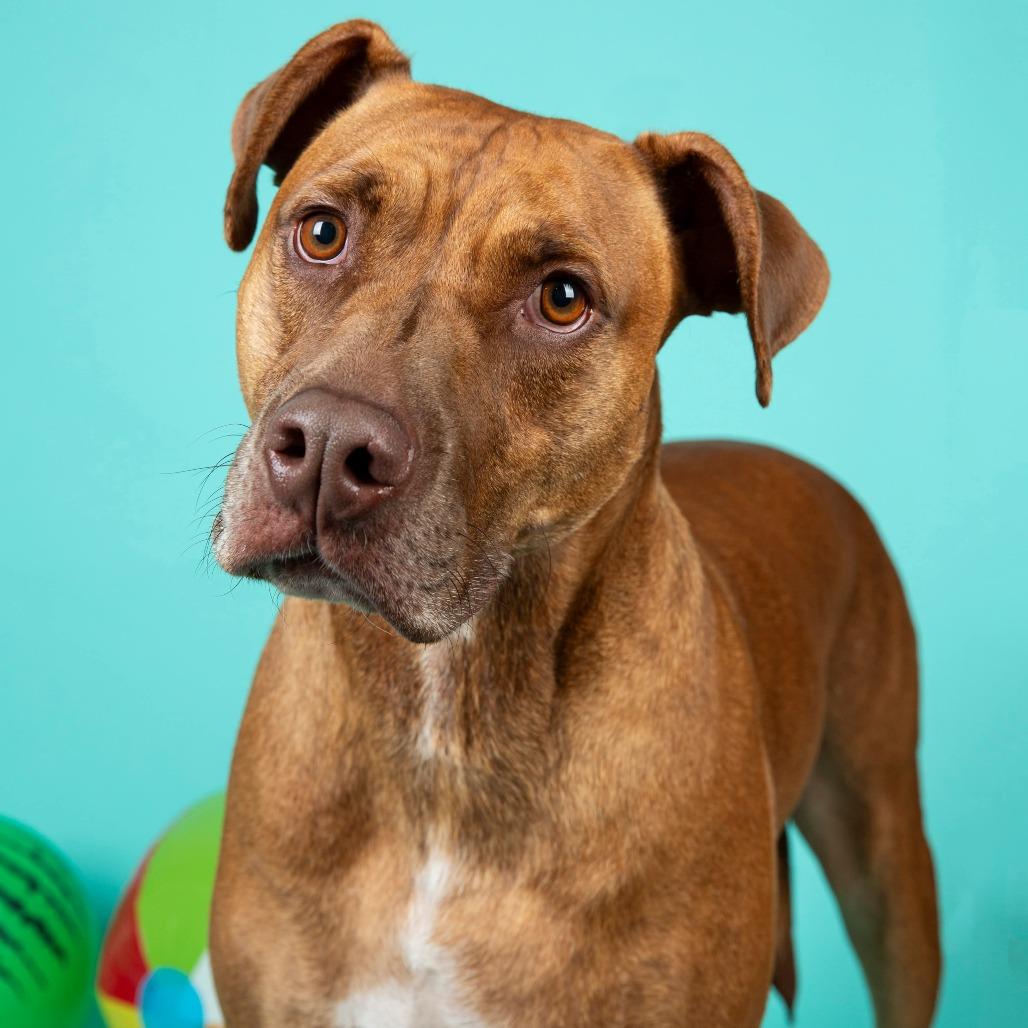 Scooby, a Adoptable Rhodesian Ridgeback in Clarksville, TN image 2/4