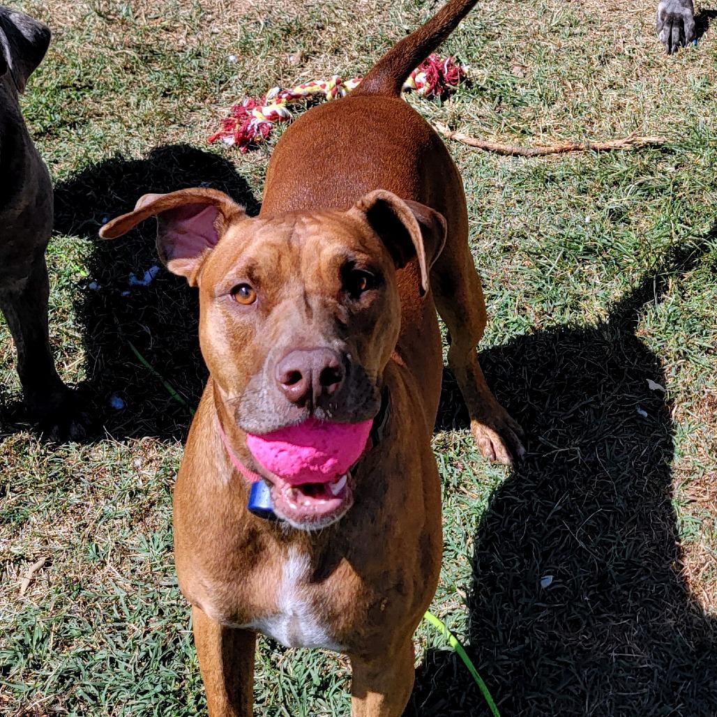 Enlarge Scooby, a Adoptable Doberman Pinscher in Clarksville, TN image 2/3