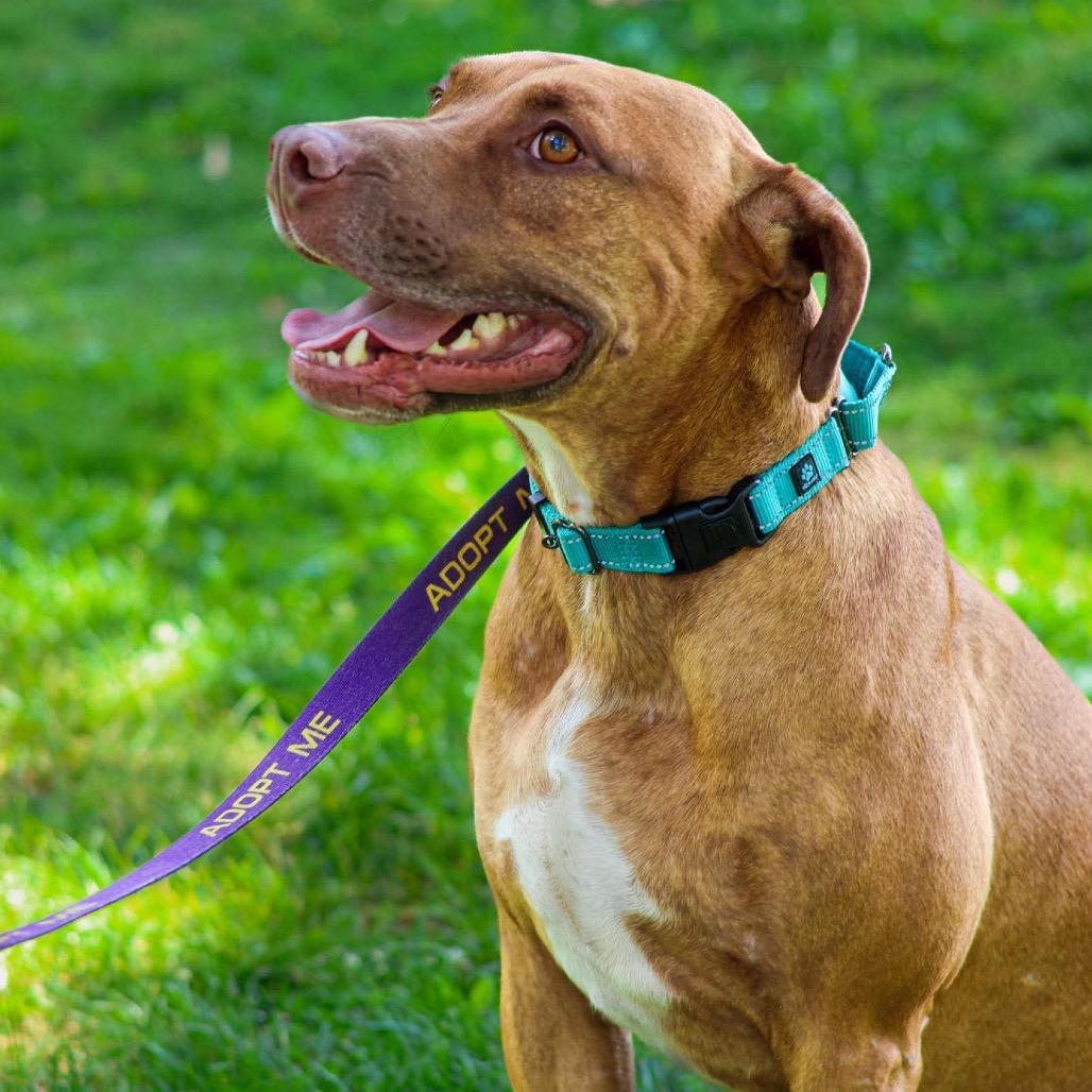 Enlarge Scooby, a Adoptable Rhodesian Ridgeback in Clarksville, TN image 4/4