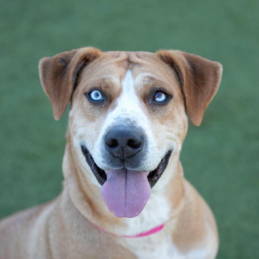 Sky (S25-271), a Adoptable mixed breed in Bendena, KS image 2/6