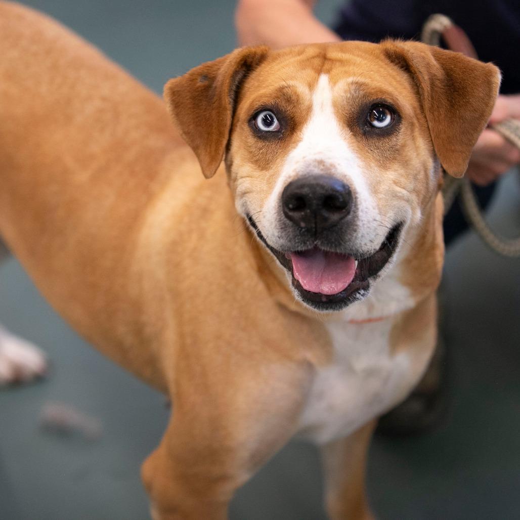 Sky (S25-271), a Adoptable mixed breed in Bendena, KS image 3/6