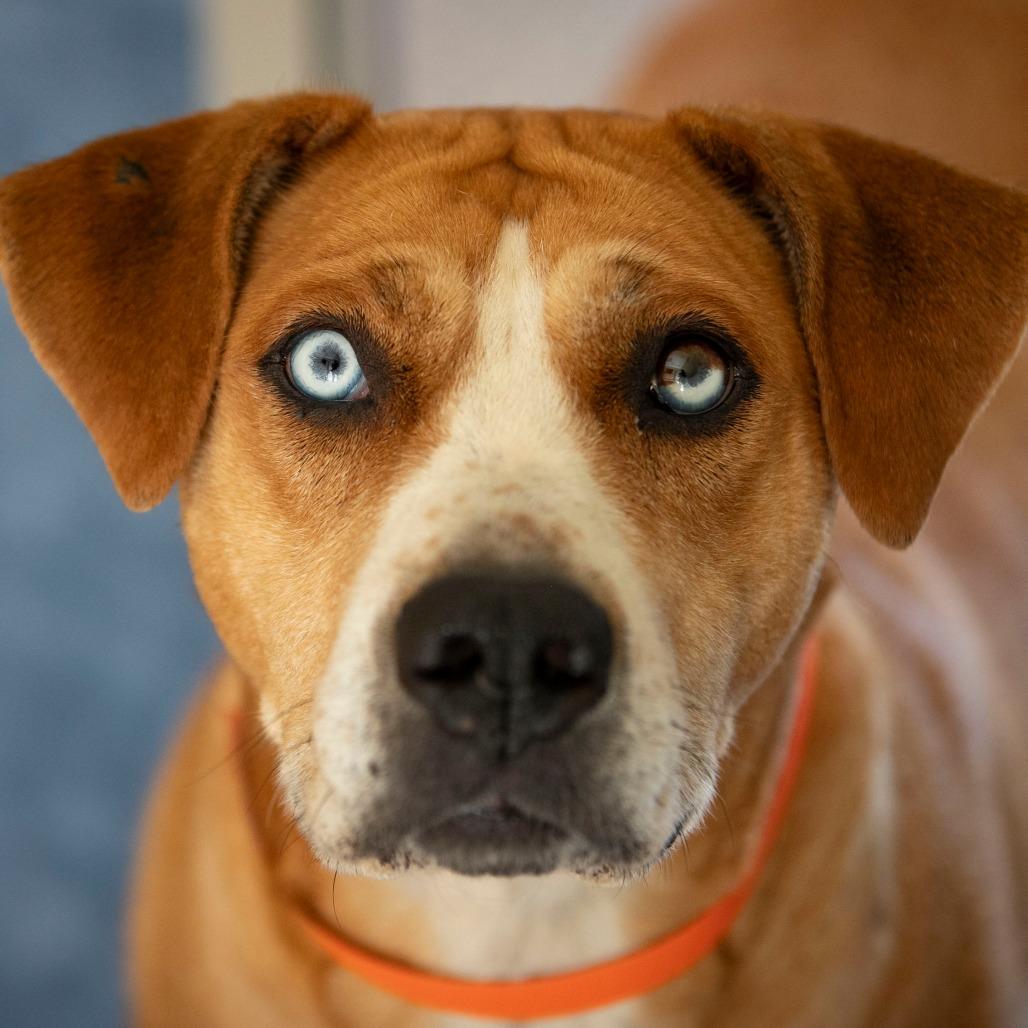 Sky (S25-271), a Adoptable mixed breed in Bendena, KS image 4/6