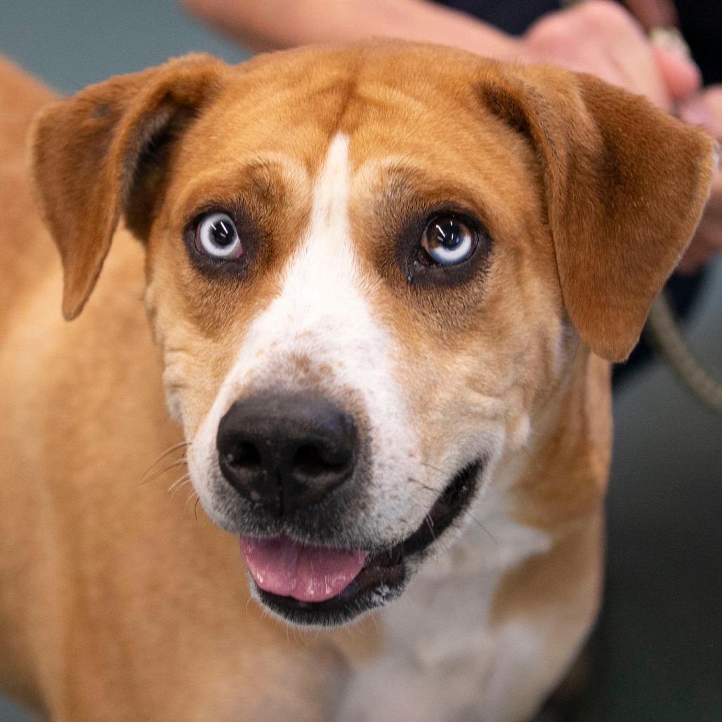 Sky (S25-271), a Adoptable mixed breed in Bendena, KS image 5/6