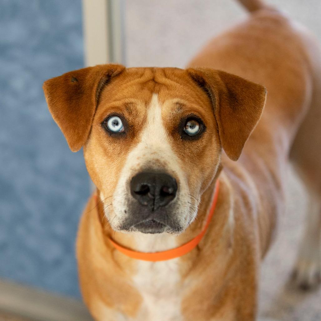 Sky (S25-271), a Adoptable mixed breed in Bendena, KS image 6/6