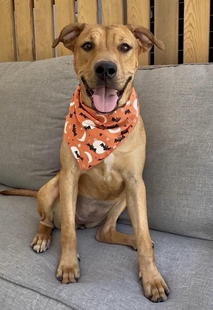 GEORGIA, Adopted, Young Female Labrador Retriever & Bulldog.