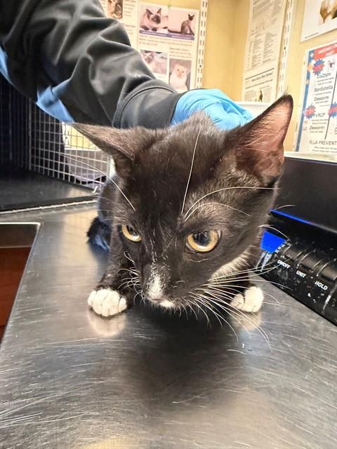 DALE, Adoptable, Young Male Domestic Short Hair.