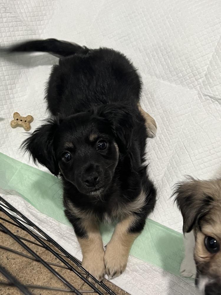 Malbec, Adopted, Puppy Male Terrier.