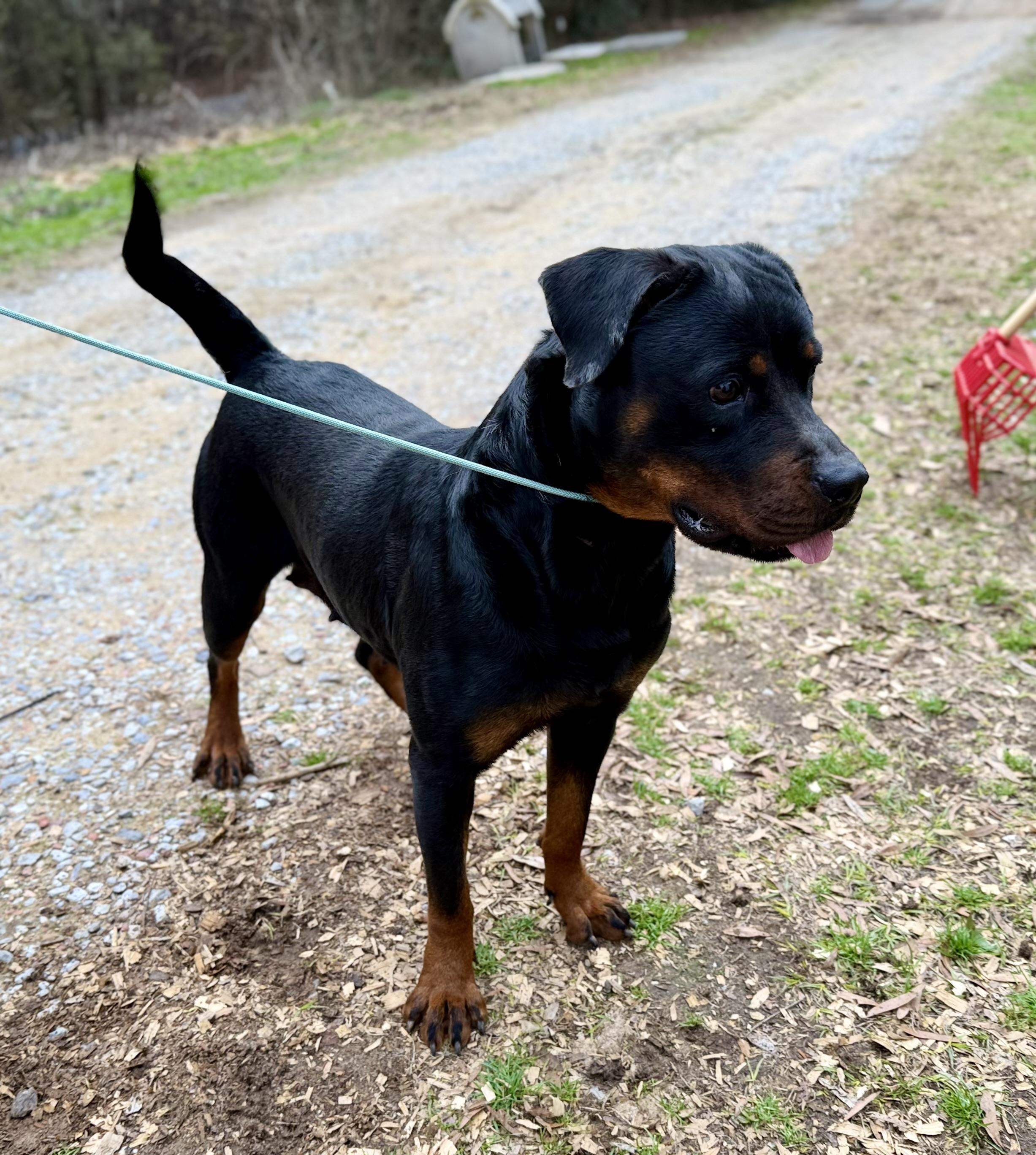 Enlarge LAYLA , a Adoptable Rottweiler in Hartford, CT image 2/6