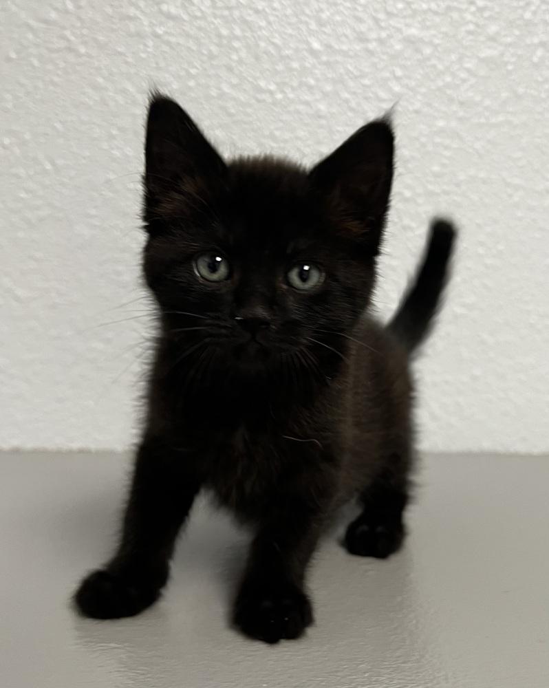 Ferrah, Adopted, Kitten Female Domestic Long Hair.