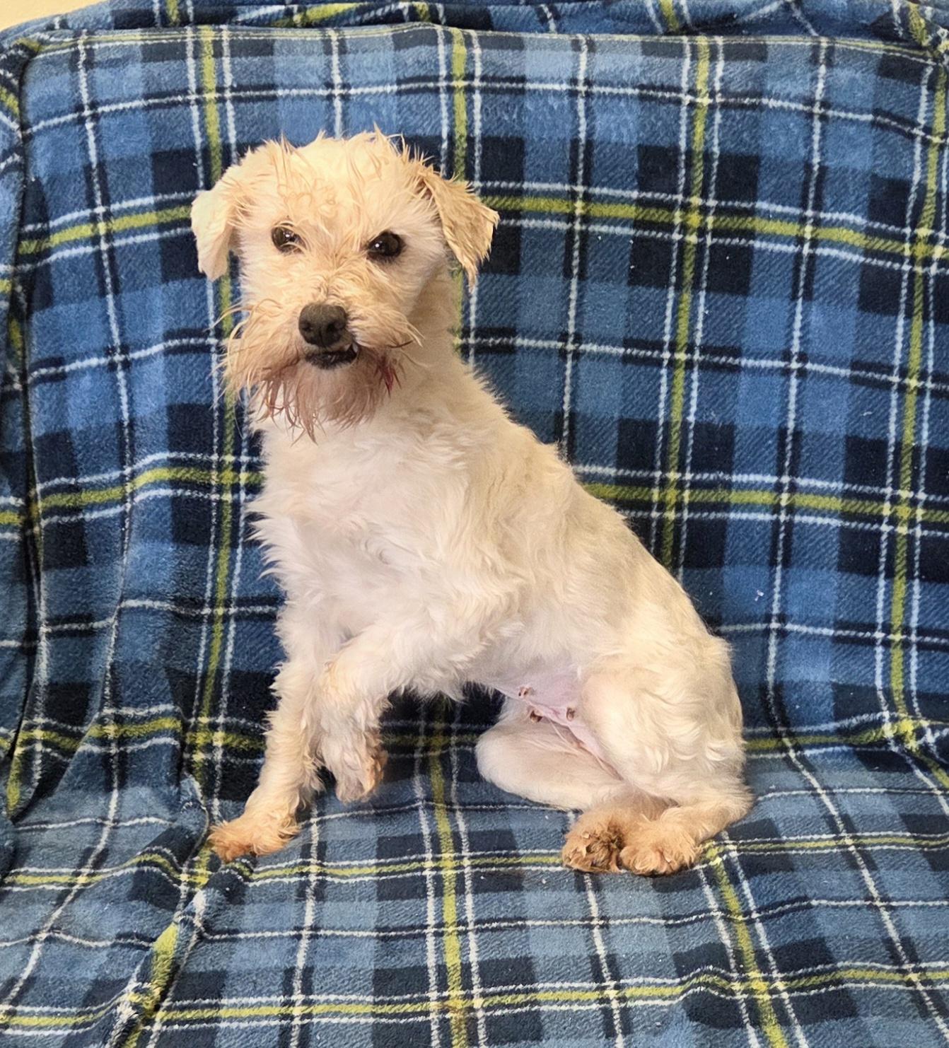 Enlarge PEARL, an adopted Miniature Schnauzer in Woodsfield, OH image 1/2