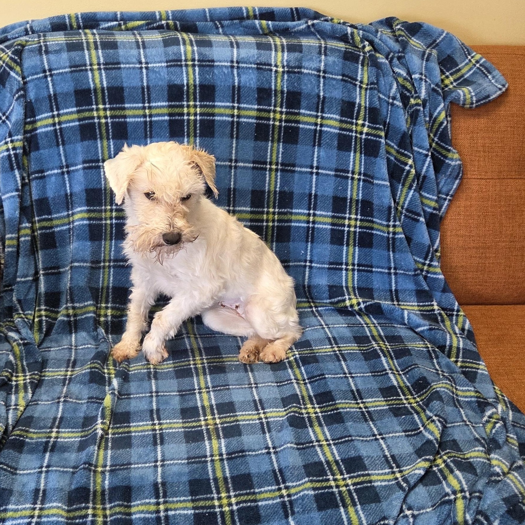 Enlarge PEARL, an adopted Miniature Schnauzer in Woodsfield, OH image 2/2