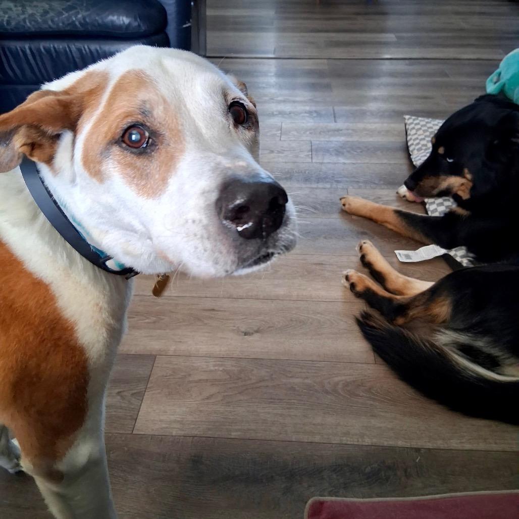 Marmon, Adoptable, Senior Male Carolina Dog & Hound.