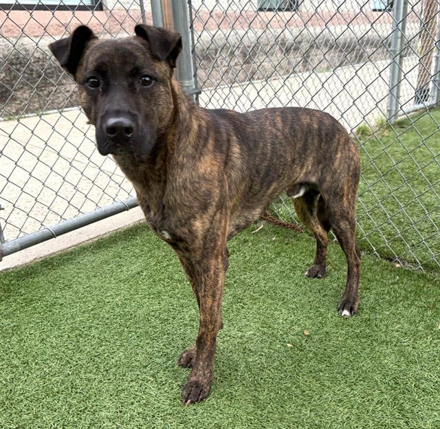 BEAMER, Adoptable, Young Male Mixed Breed.