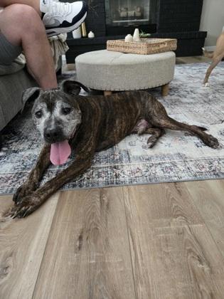 Enlarge Duke, a Adoptable mixed breed in Fishers, IN image 2/3