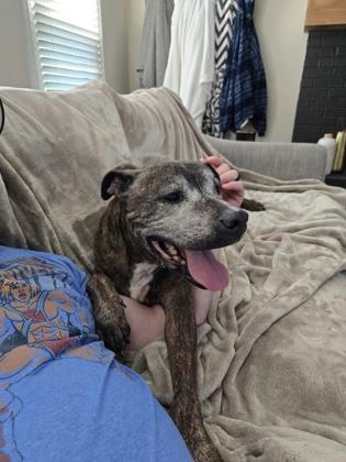Enlarge Duke, a Adoptable mixed breed in Fishers, IN image 3/3