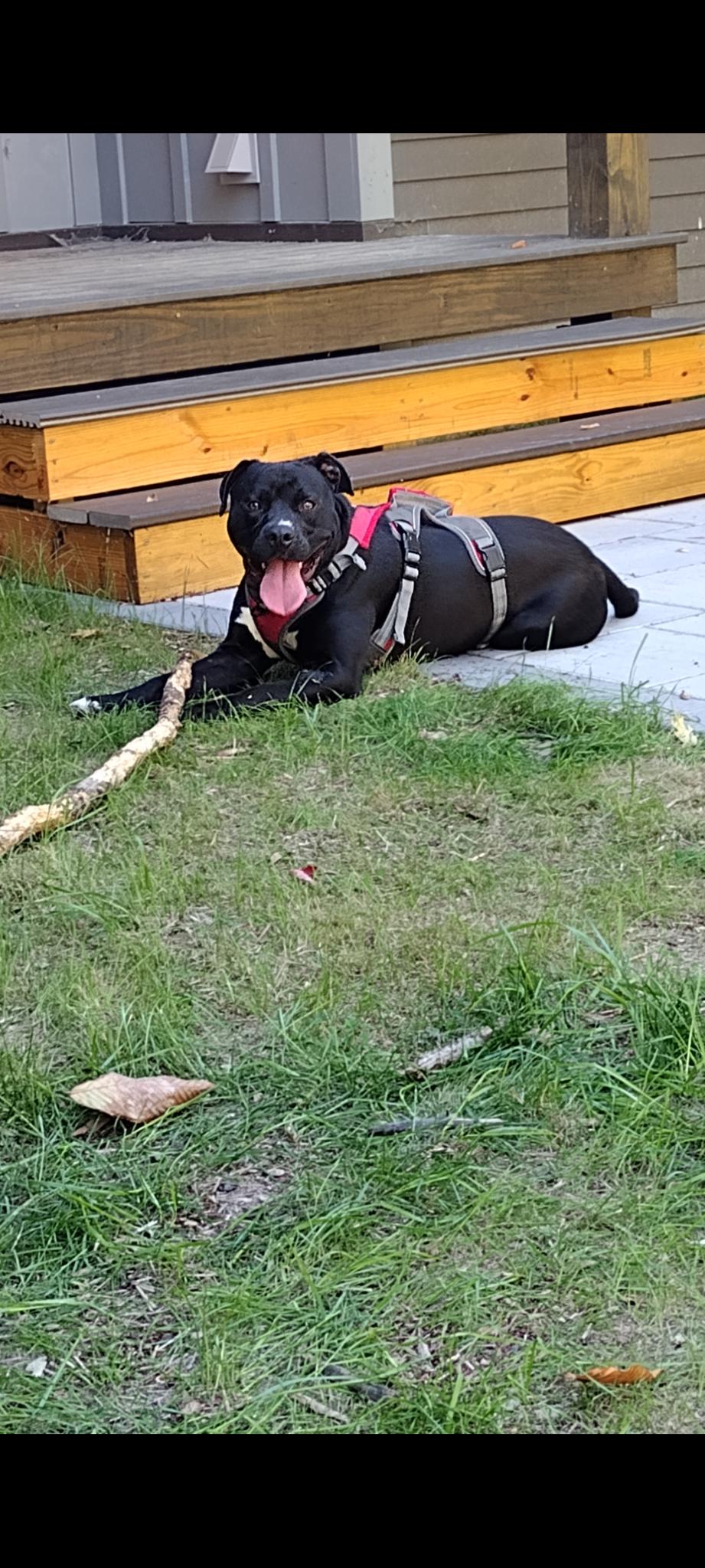Enlarge Winston (formerly Liam), a Adoptable mixed breed in Tarrytown, GA image 2/3