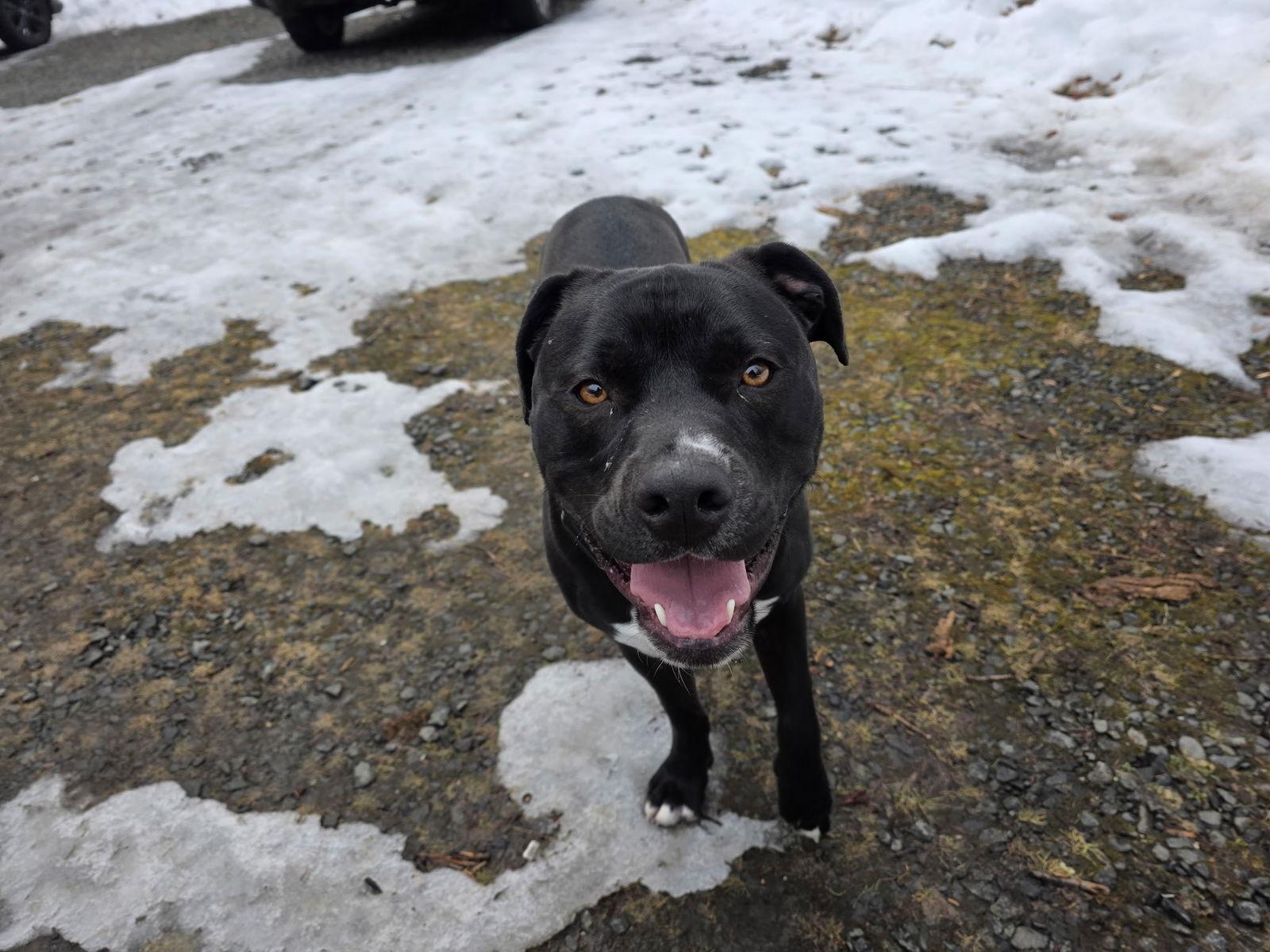 Enlarge Winston (formerly Liam), a Adoptable mixed breed in Tarrytown, GA image 3/3