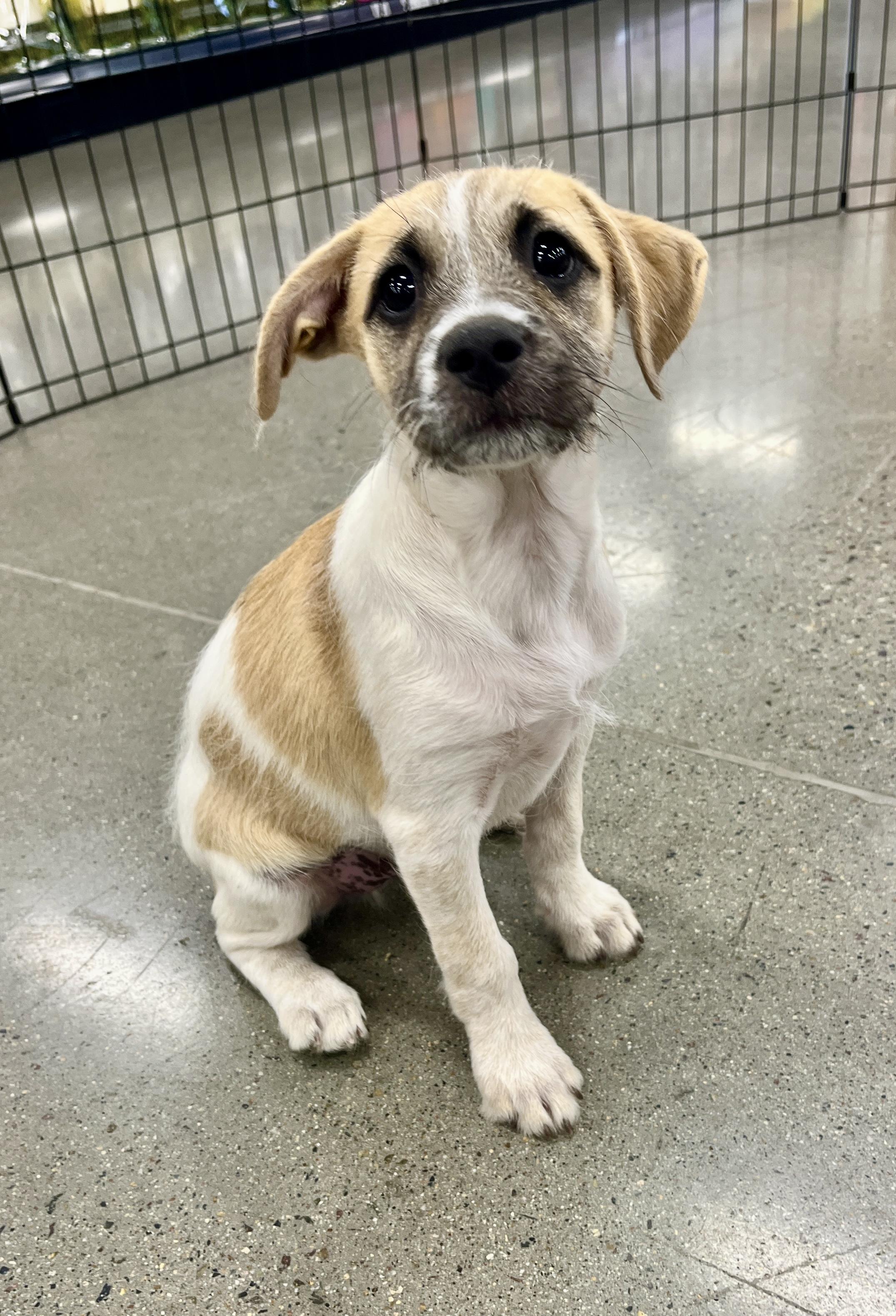Enlarge Antonia, a Adoptable mixed breed in El Cajon, CA image 2/3