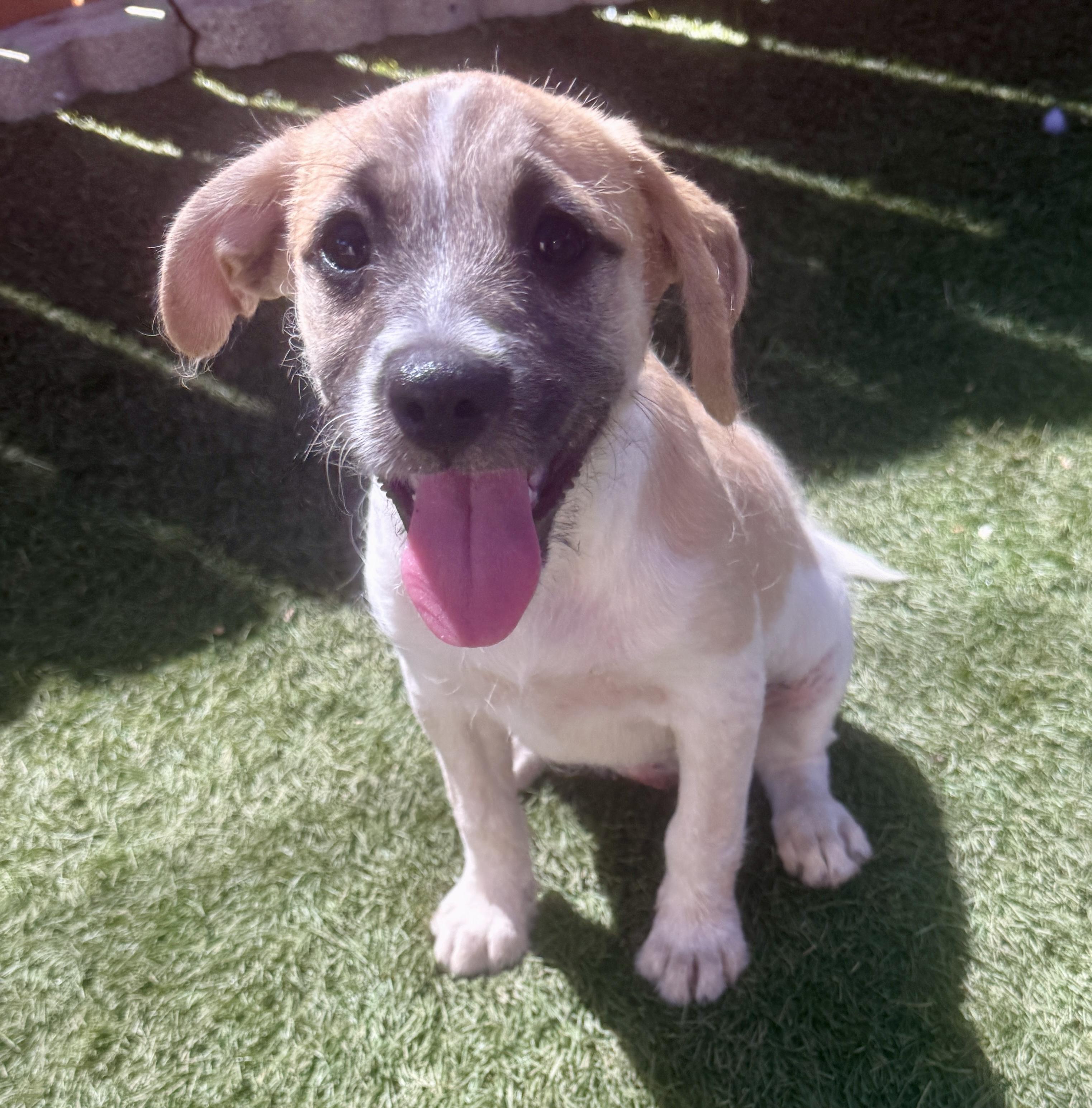 Enlarge Antonia, a Adoptable mixed breed in El Cajon, CA image 3/3