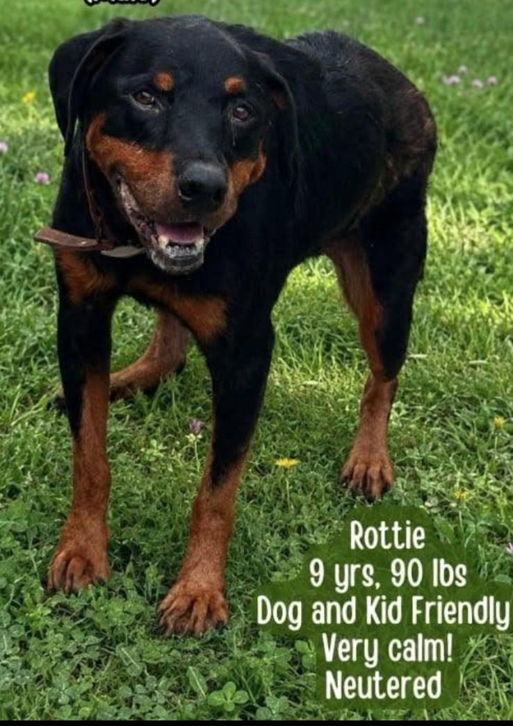Bogie, Adoptable, Adult Male Rottweiler.