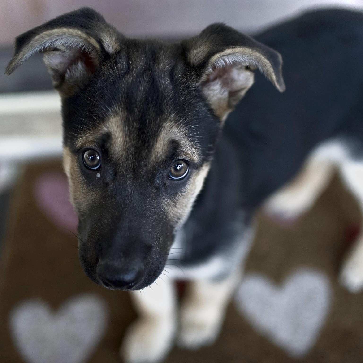 Valor, adoptable, Young Male German Shepherd Dog & Husky.