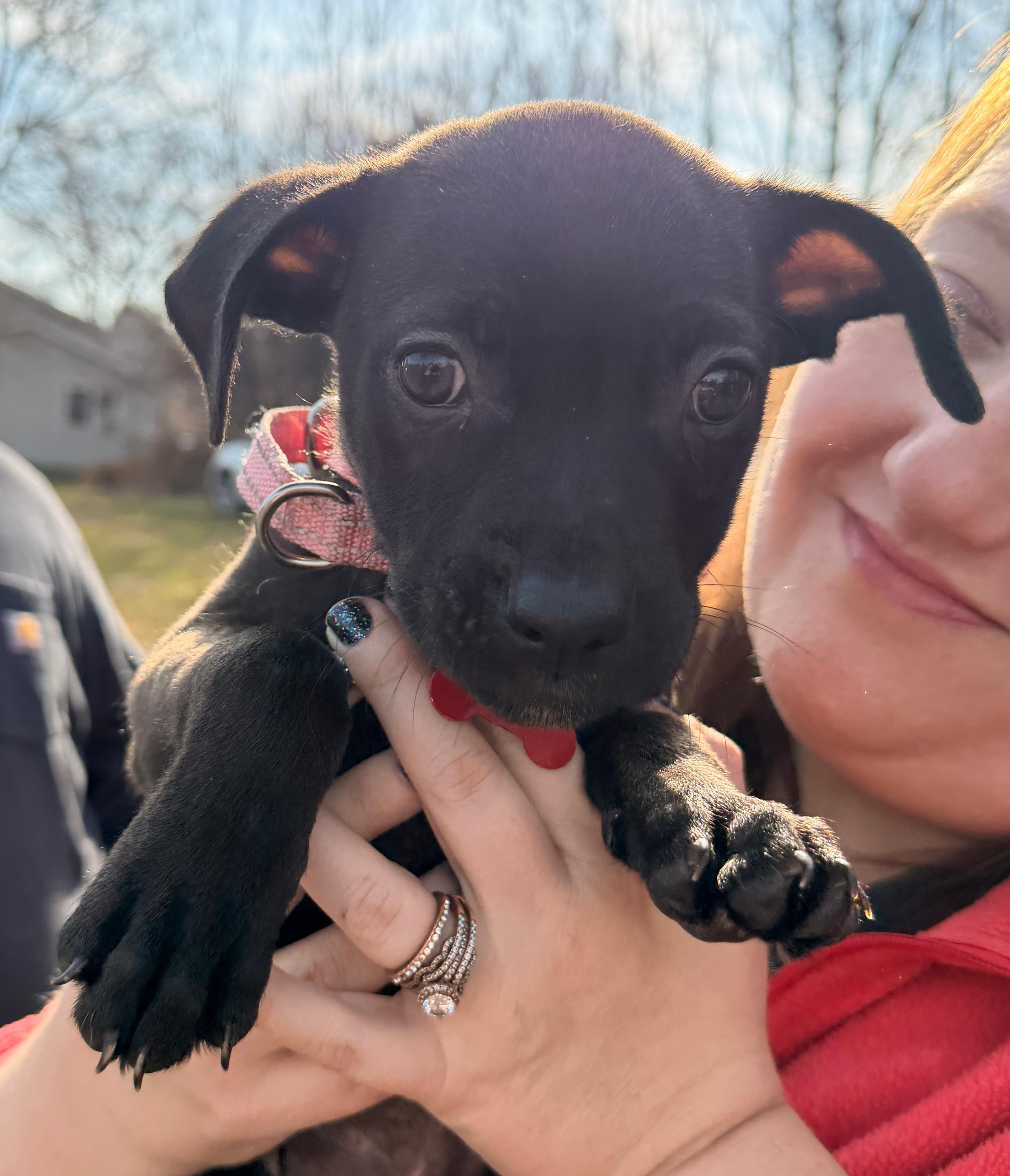 Rumi Zoomie, a Adoptable mixed breed in Clinton, NJ image 3/6