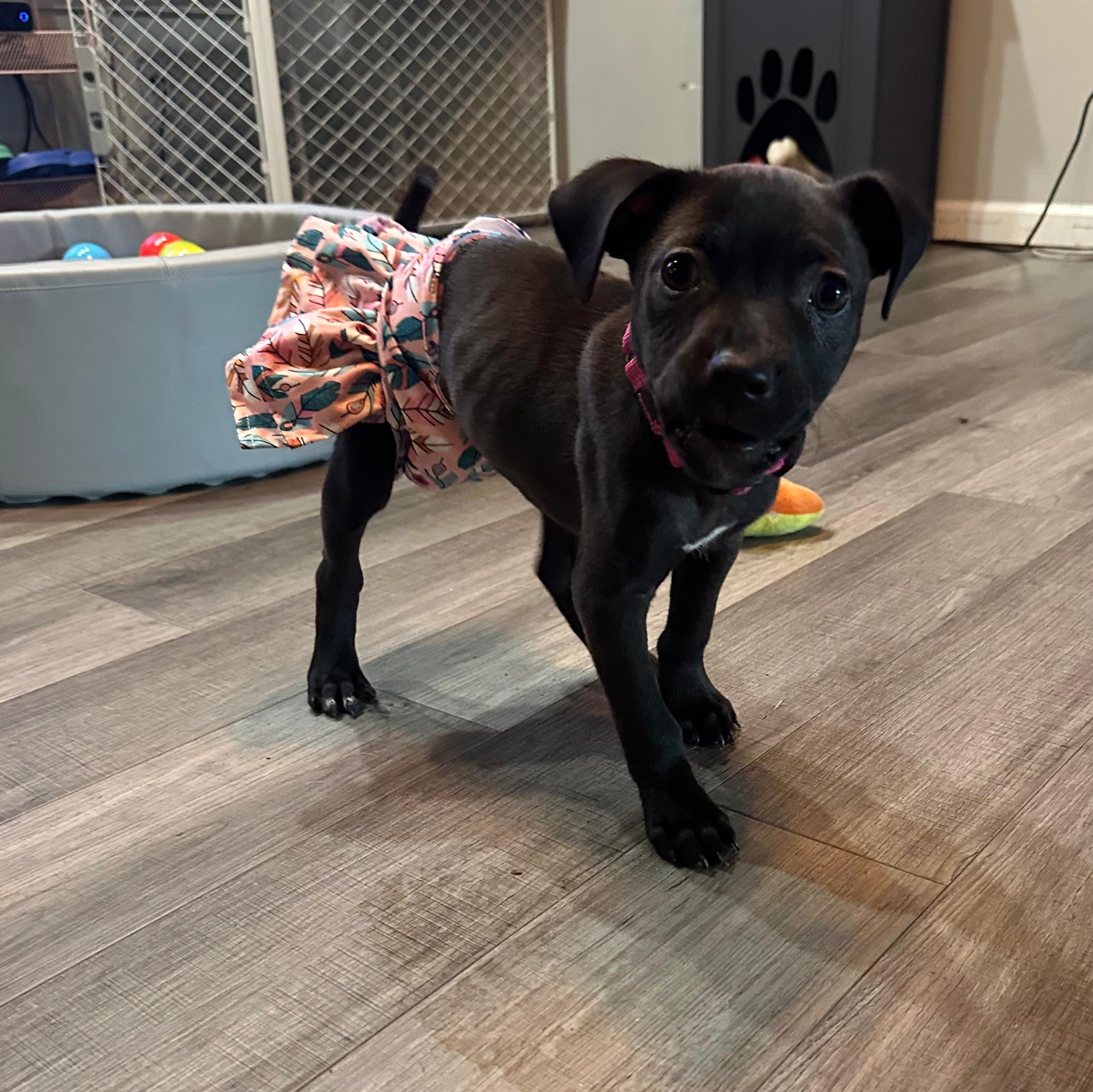 Rumi Zoomie, a Adoptable mixed breed in Clinton, NJ image 2/6