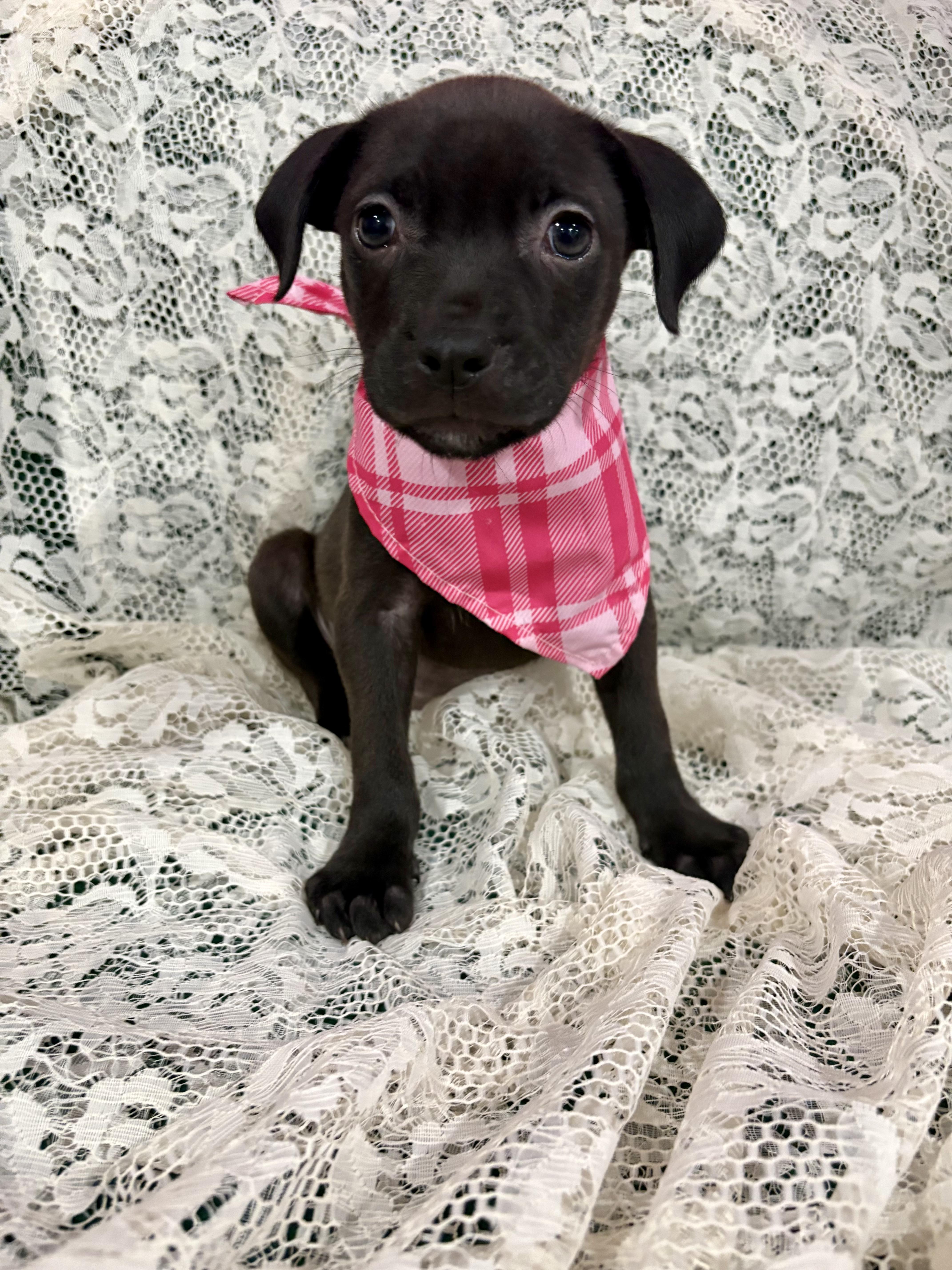 Rumi Zoomie, a Adoptable mixed breed in Clinton, NJ image 5/6