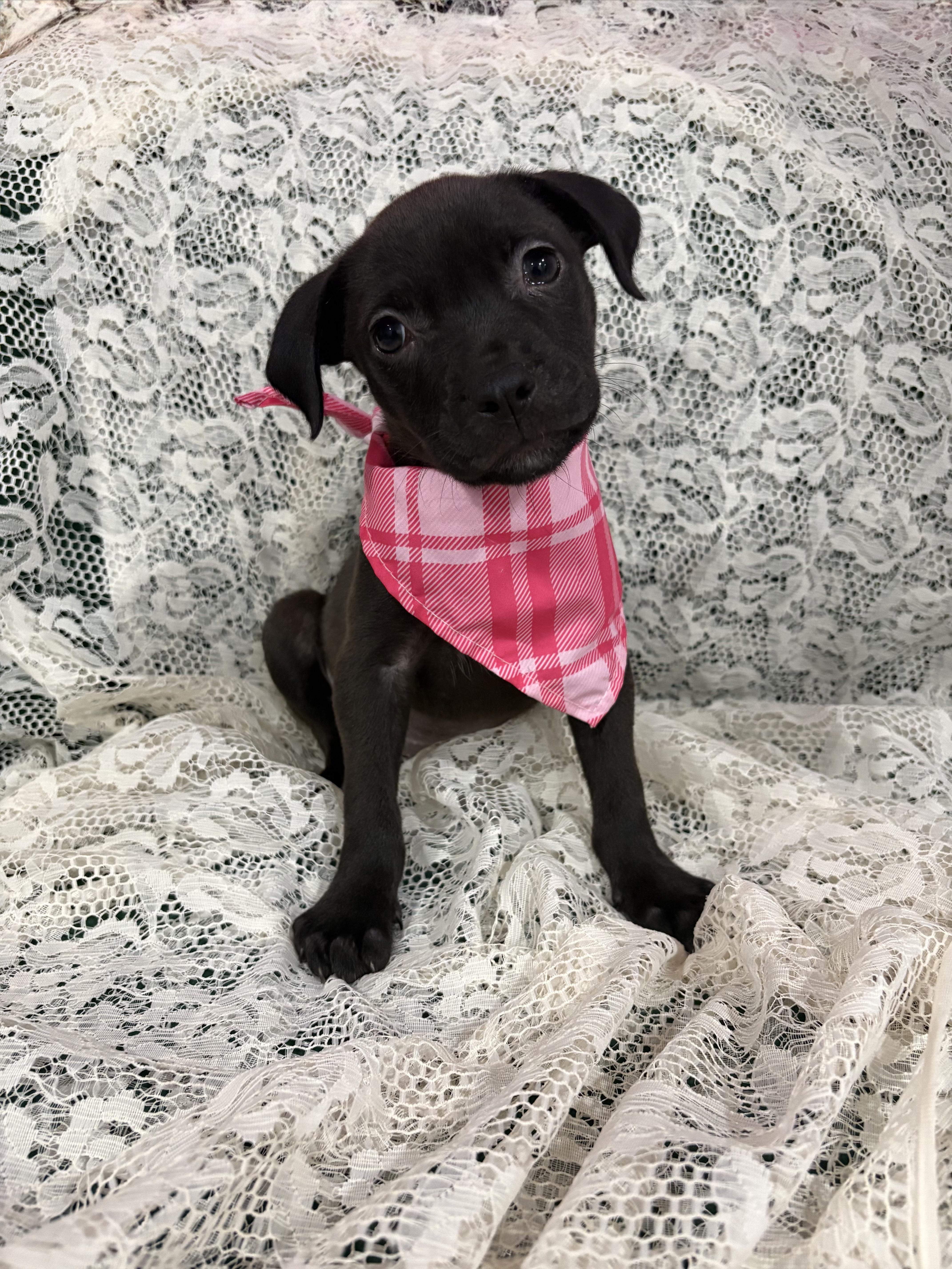 Rumi Zoomie, a Adoptable mixed breed in Clinton, NJ image 4/6