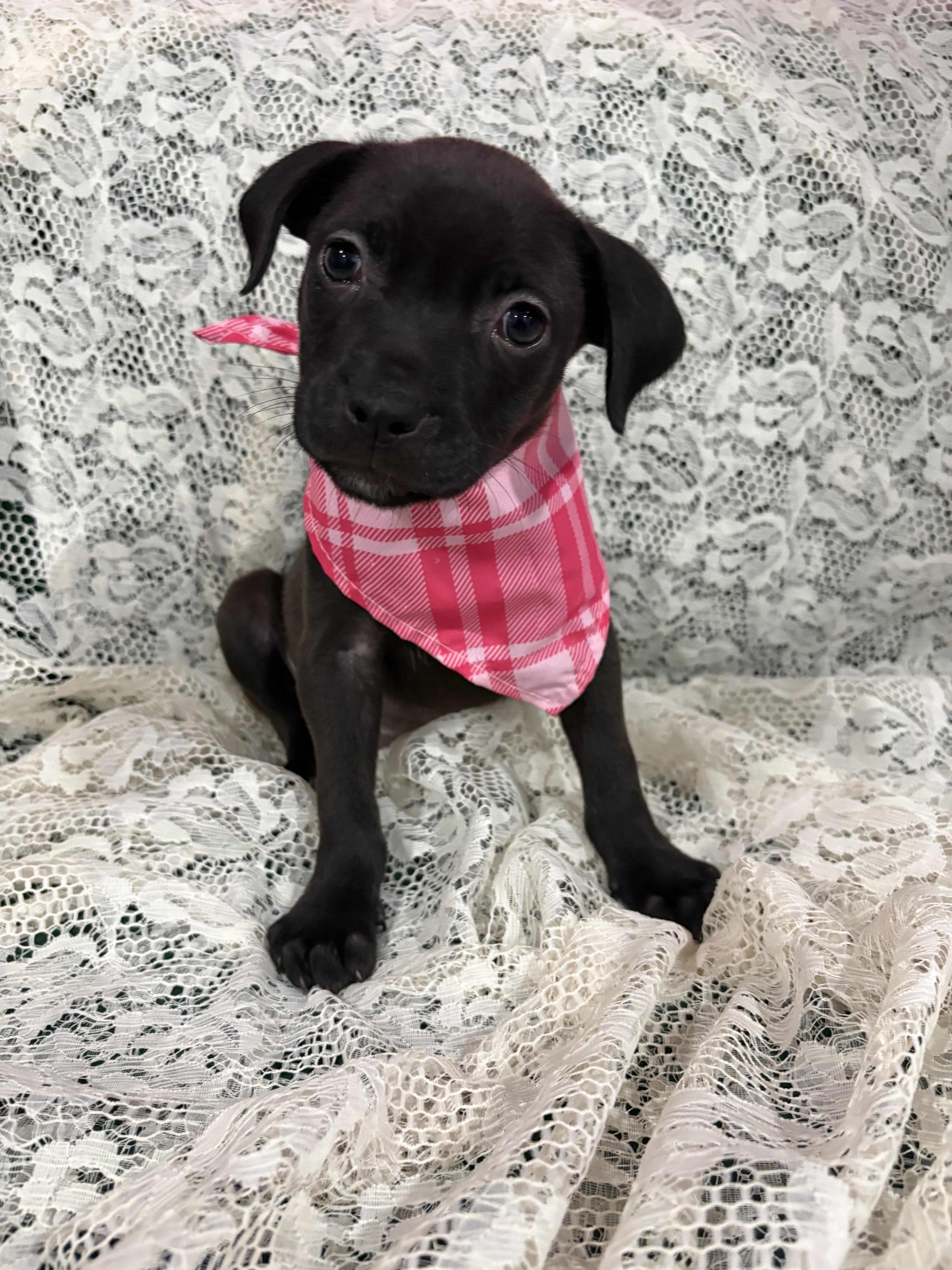 Rumi Zoomie, a Adoptable mixed breed in Clinton, NJ image 1/6