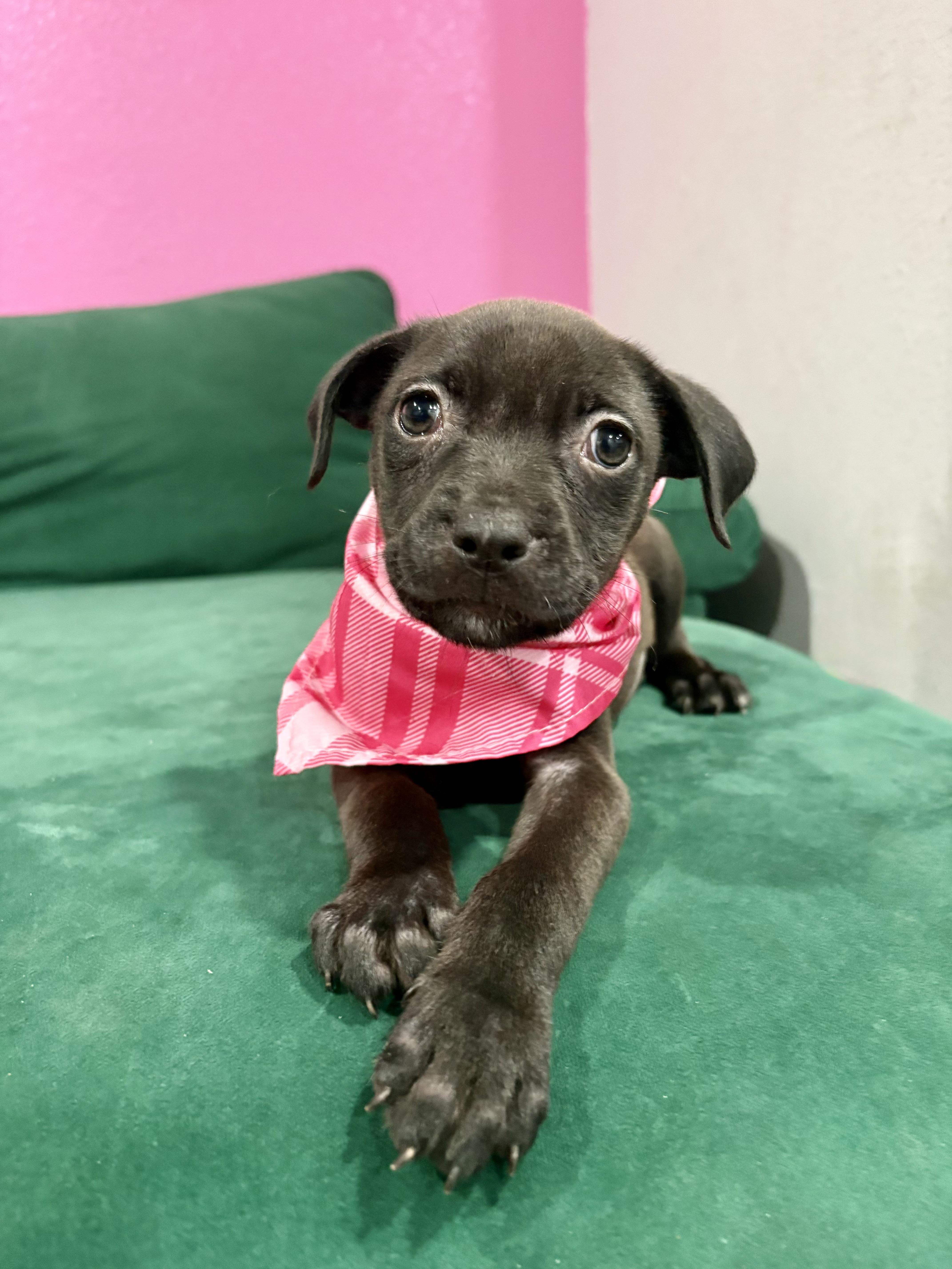 Rumi Zoomie, a Adoptable mixed breed in Clinton, NJ image 6/6