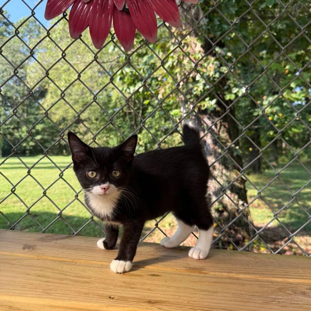 Enlarge Maggie (girl) and Socks (boy), a Adoptable Tuxedo in Richmond Dale, OH image 2/2