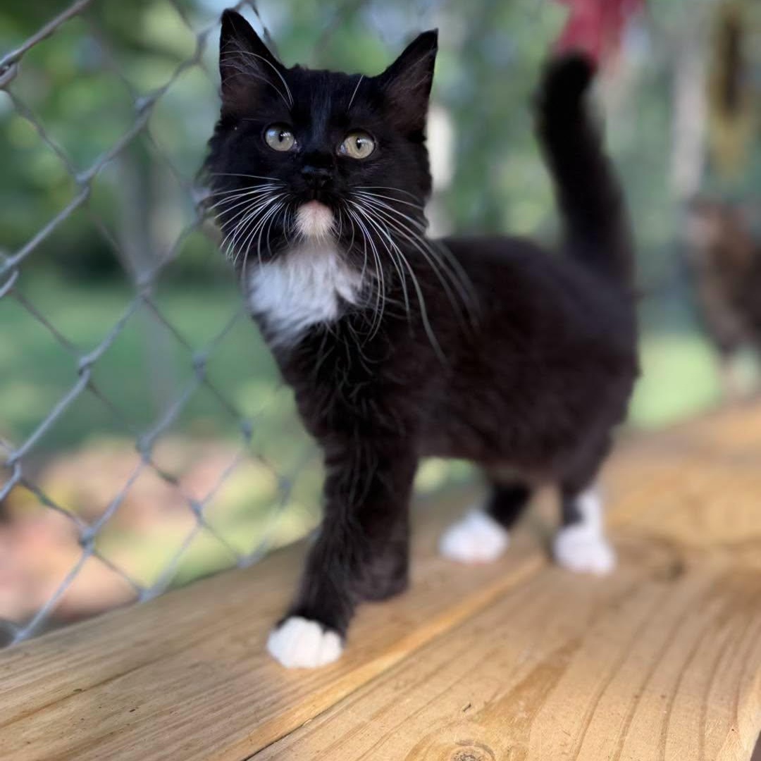 Enlarge Maggie (girl) and Socks (boy), a Adoptable Tuxedo in Richmond Dale, OH image 1/2