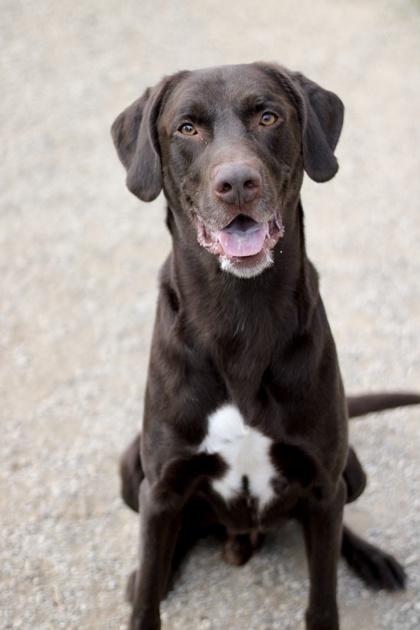 Ajax, a Adoptable mixed breed in Fort Worth, TX image 1/3