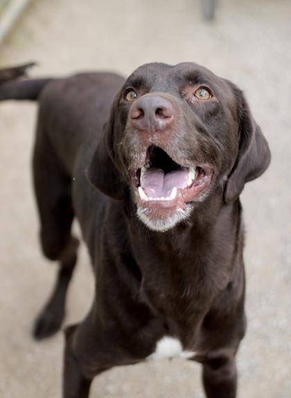 Ajax, a Adoptable mixed breed in Fort Worth, TX image 2/3