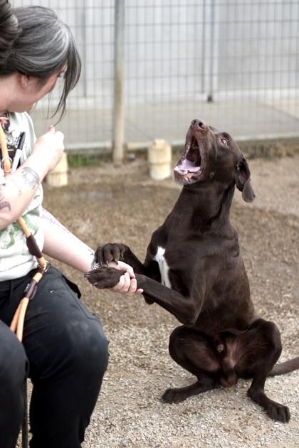 Ajax, a Adoptable mixed breed in Fort Worth, TX image 3/3