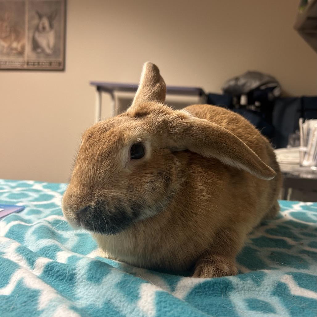 Enlarge Athena, a Adoptable Bunny Rabbit in Gansevoort, NY image 1/1