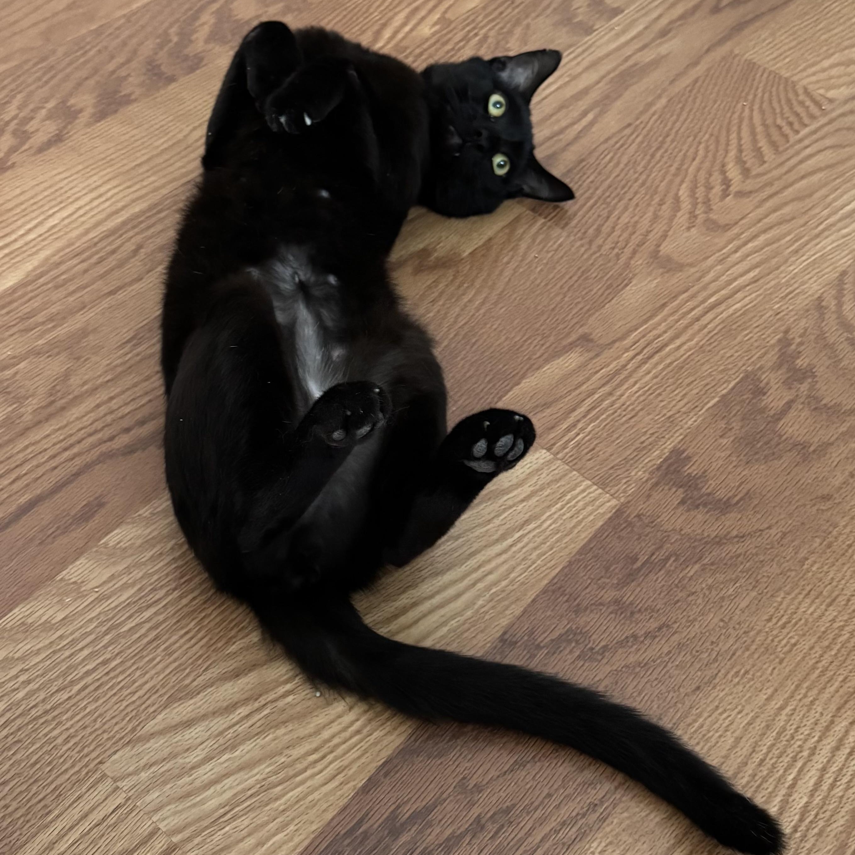 Panther Boo, a Adoptable Domestic Short Hair in Hartford, CT image 1/5