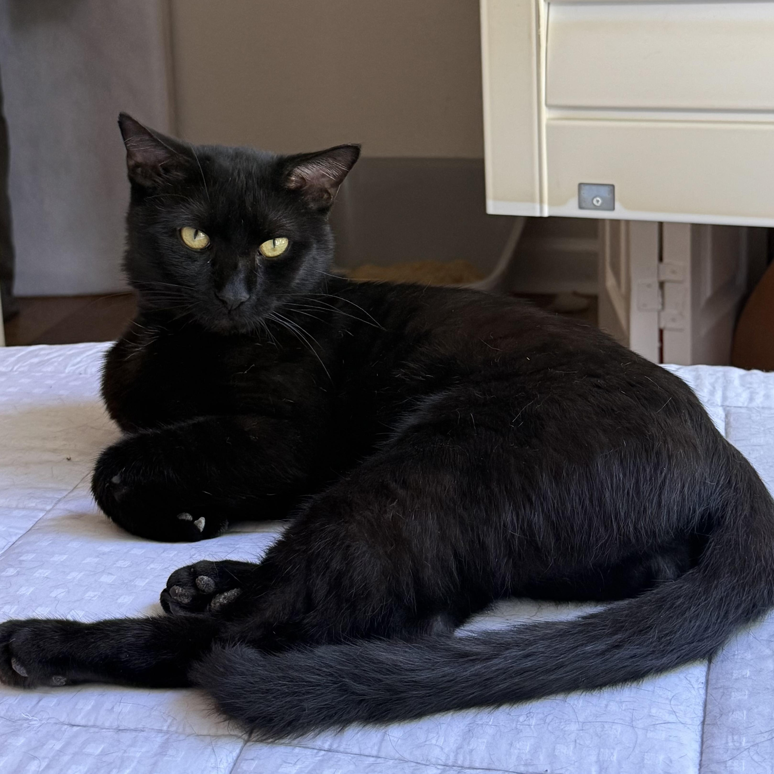 Panther Boo, a Adoptable Domestic Short Hair in Hartford, CT image 2/5